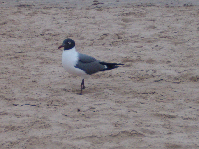 618x457 pixels (171K)