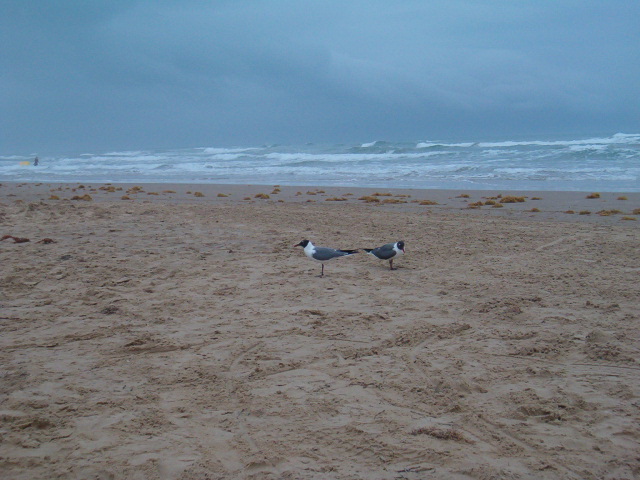 618x457 pixels (124K)