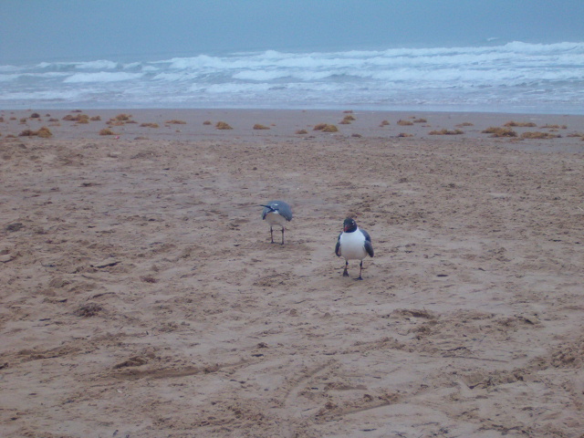 618x457 pixels (140K)