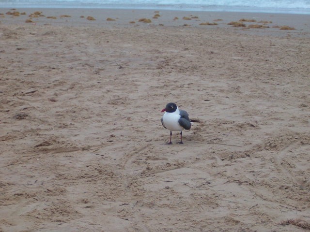 618x457 pixels (137K)