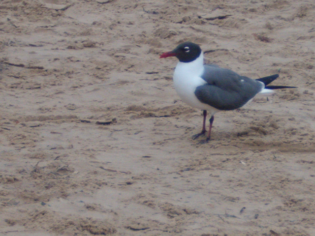 618x457 pixels (182K)