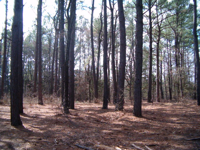 618x457 pixels (120K)