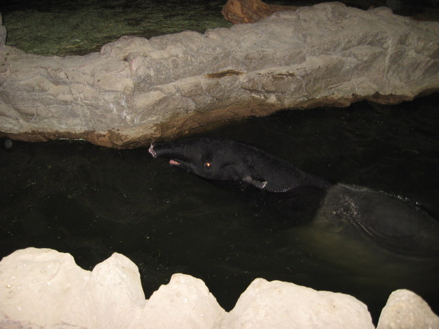 617x456 pixels (93K)