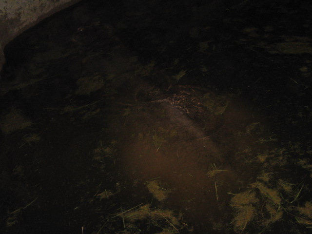 617x456 pixels (68K)