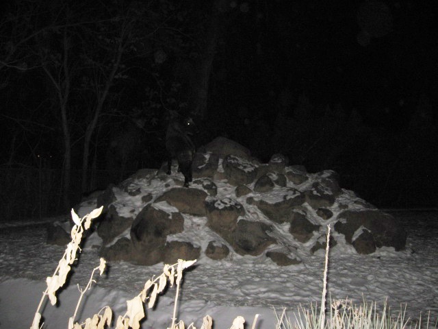 617x456 pixels (79K)