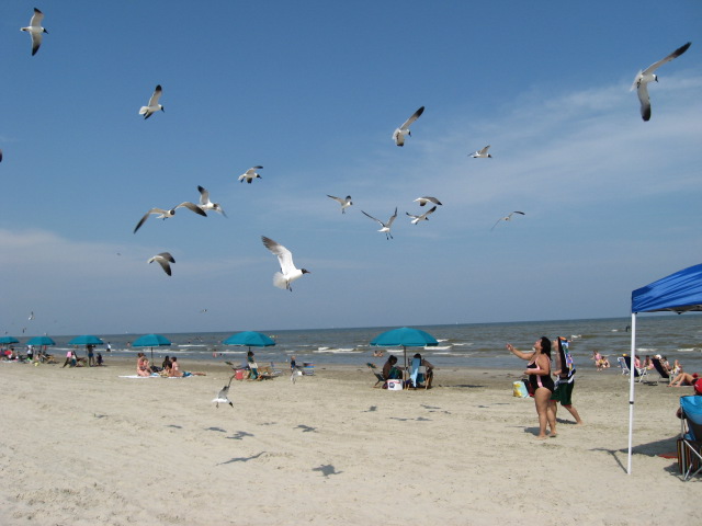 617x456 pixels (77K)