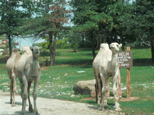 618x457 pixels (80K)