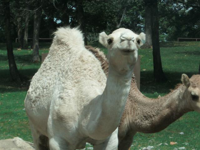 618x457 pixels (51K)