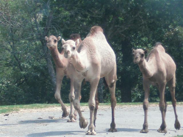 618x457 pixels (56K)