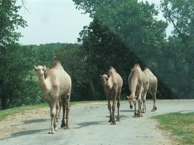 618x457 pixels (64K)