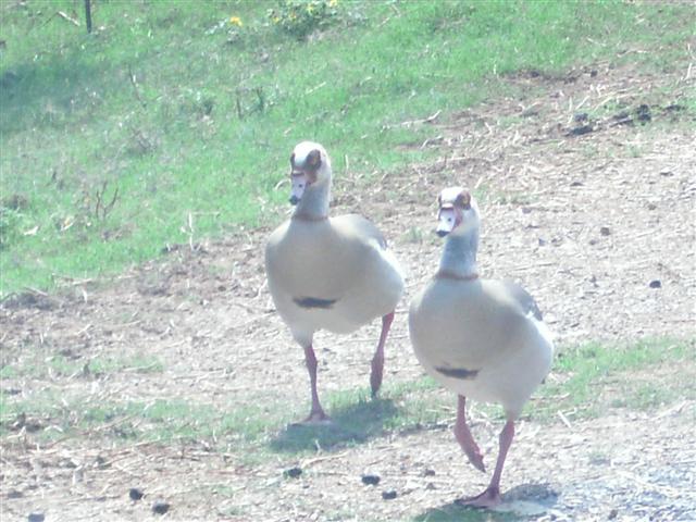 618x457 pixels (67K)