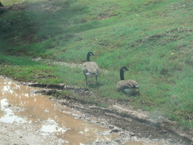 618x457 pixels (67K)