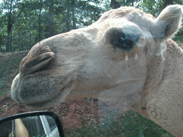 618x457 pixels (64K)