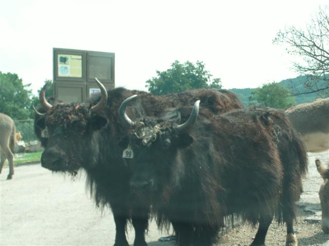 618x457 pixels (40K)