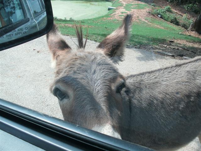 618x457 pixels (66K)