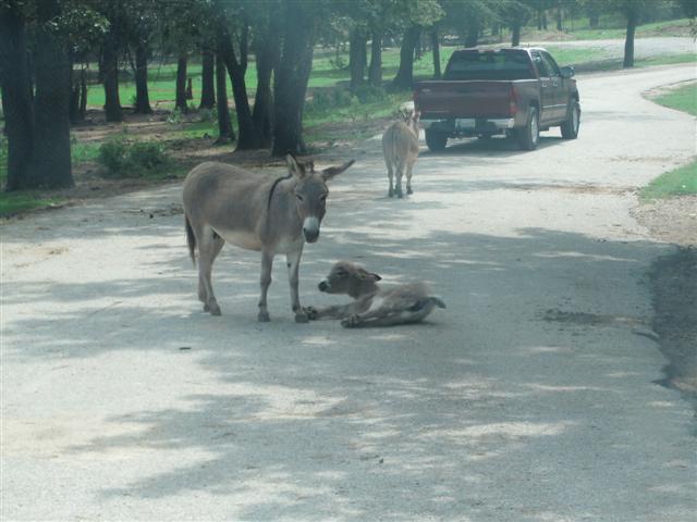 618x457 pixels (48K)