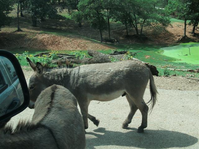 618x457 pixels (68K)