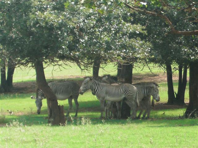 618x457 pixels (76K)