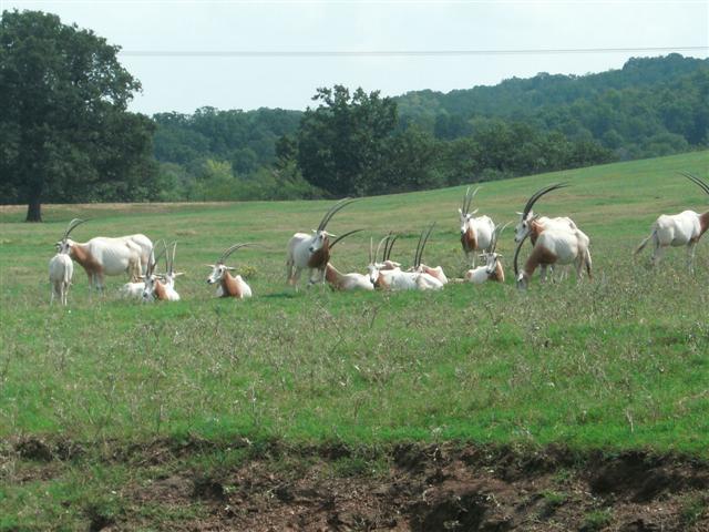 618x457 pixels (63K)