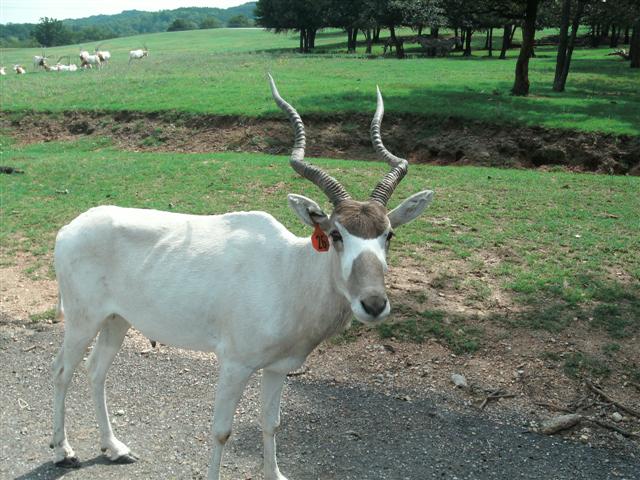 618x457 pixels (77K)