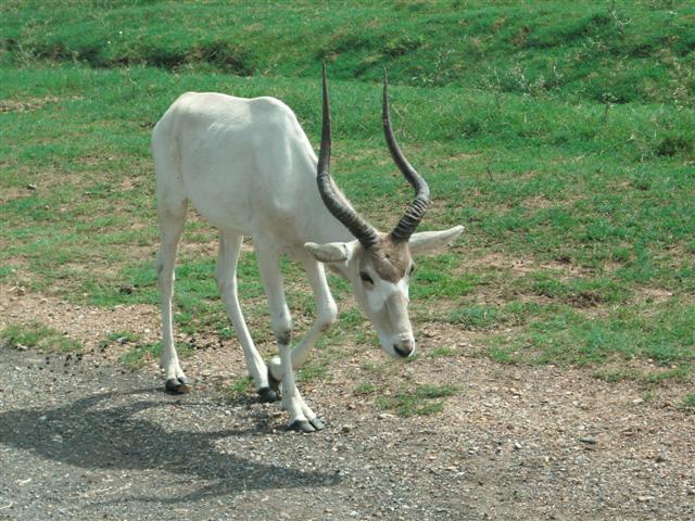 618x457 pixels (83K)