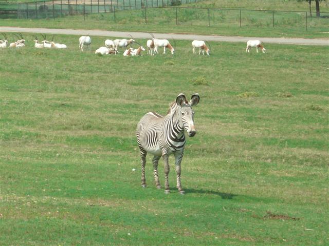 618x457 pixels (59K)