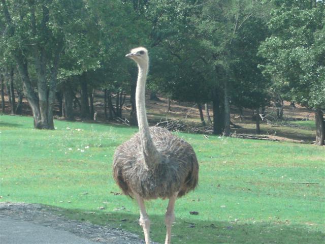 618x457 pixels (62K)