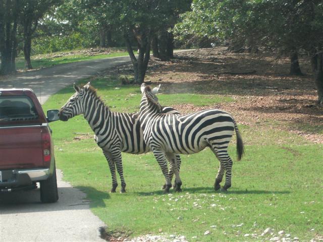 618x457 pixels (71K)