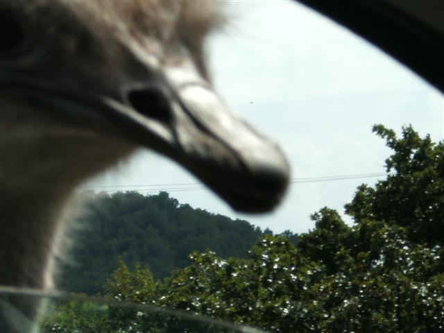 618x457 pixels (39K)