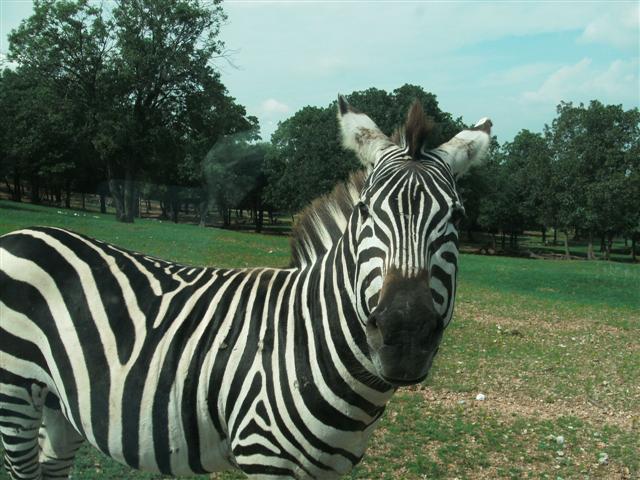 618x457 pixels (73K)