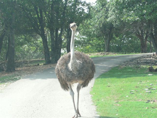 618x457 pixels (64K)