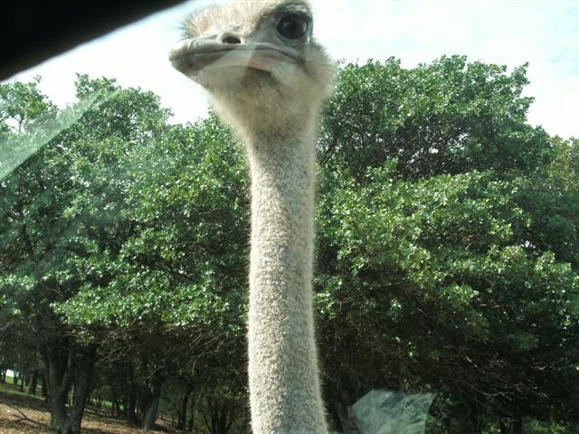 618x457 pixels (82K)