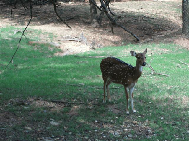 618x457 pixels (68K)