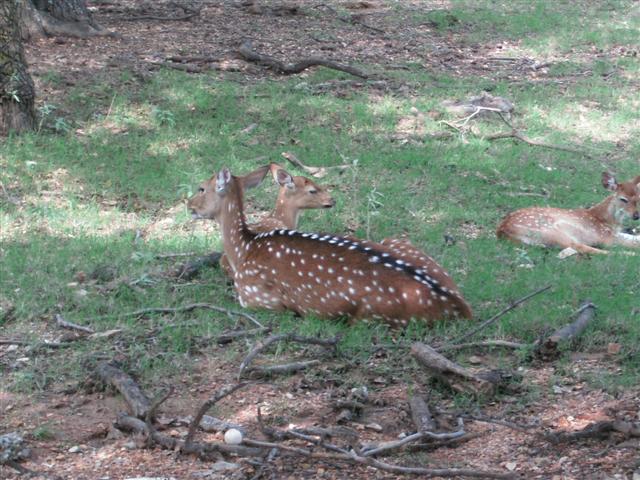 618x457 pixels (81K)