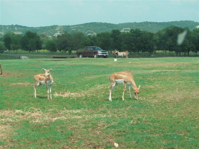 618x457 pixels (59K)