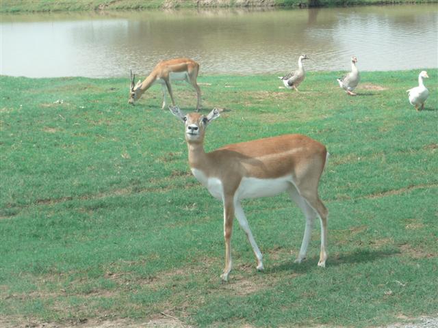 618x457 pixels (59K)