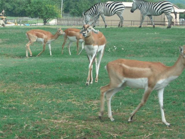 618x457 pixels (63K)