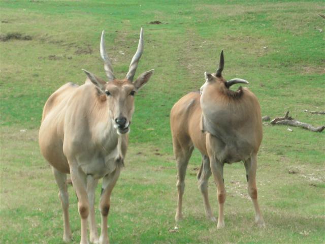 618x457 pixels (49K)