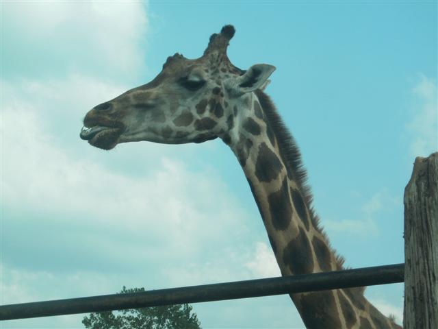 618x457 pixels (30K)