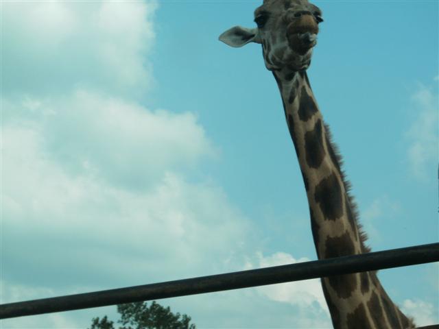 618x457 pixels (26K)