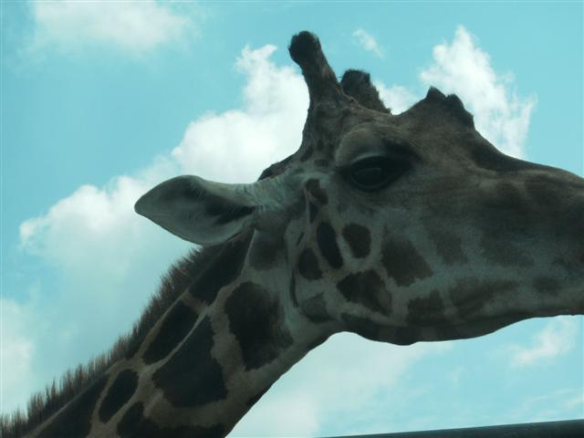 618x457 pixels (30K)