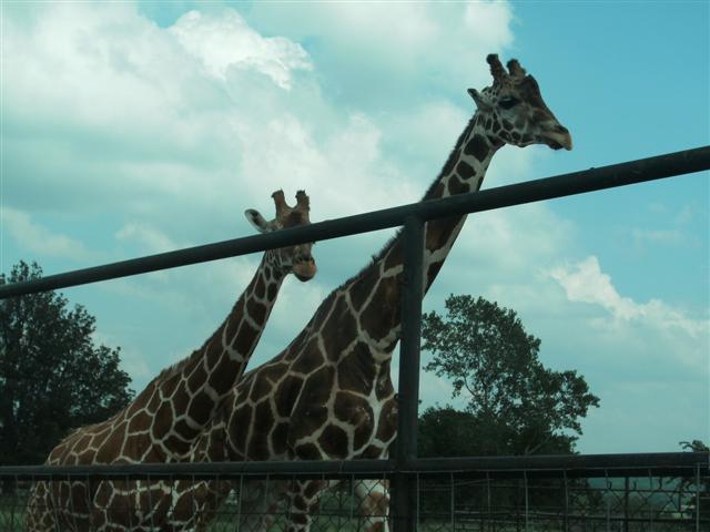 618x457 pixels (44K)