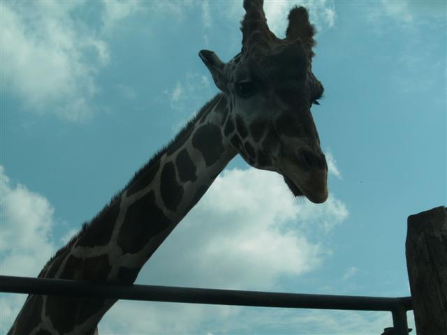 618x457 pixels (28K)