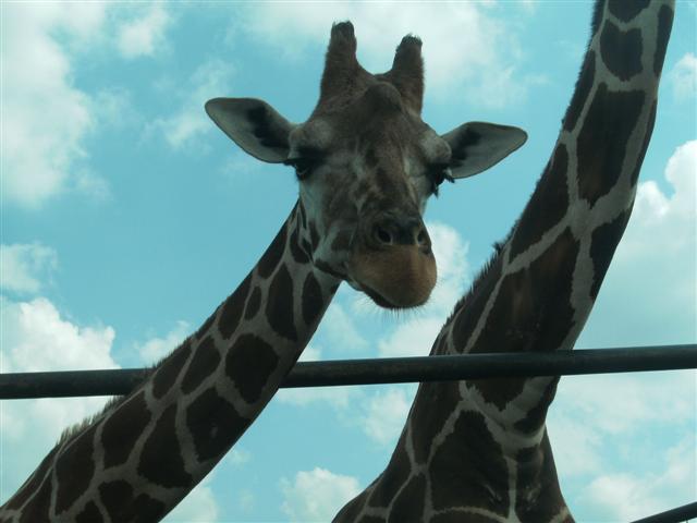 618x457 pixels (37K)