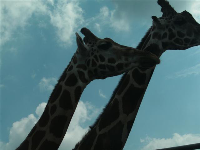 618x457 pixels (28K)