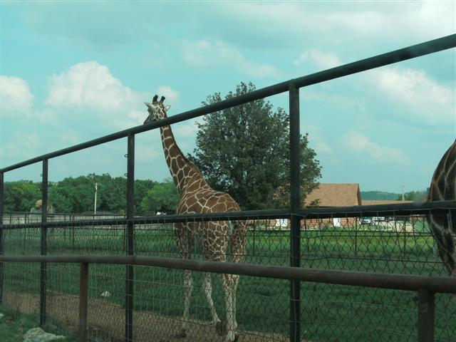 618x457 pixels (52K)