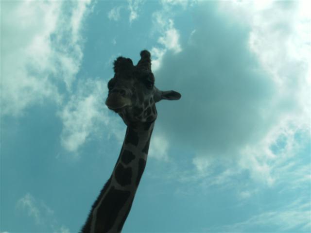 618x457 pixels (24K)