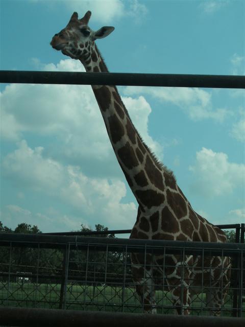 458x617 pixels (37K)