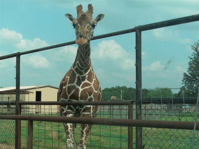 618x457 pixels (51K)