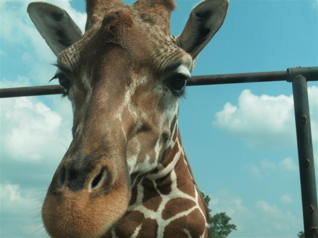 618x457 pixels (43K)